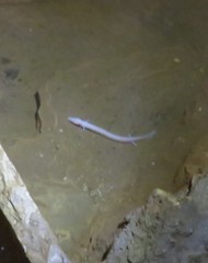 Proteus anguinus anguinus