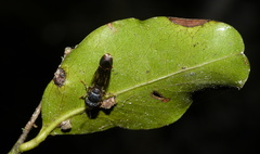 Paramixogaster illucens