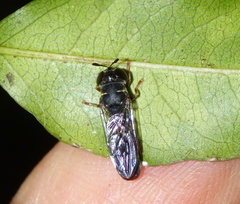 Paramixogaster illucens