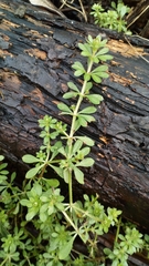 Galium aparine