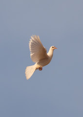 Columba livia domestica