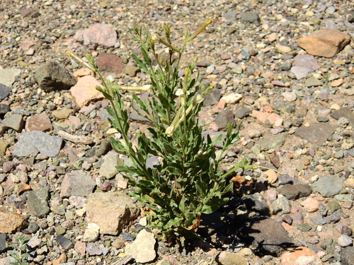 Nicotiana noctiflora, photograph 5