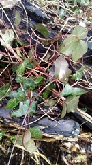 Hedera helix