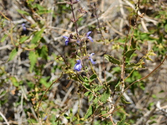Salvia cuspidata