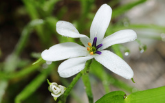 Tecophilaea violiflora