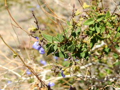 Salvia cuspidata