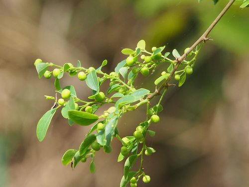 Phyllanthus reticulatus Poir.