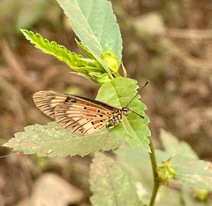 Acraea acerata