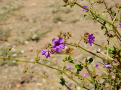 Mirabilis ovata