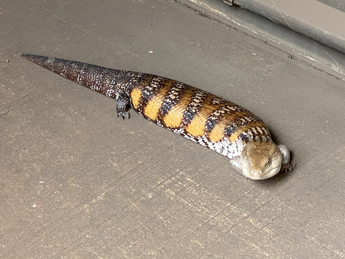 Common Bluetongue, photo 3 of 10
