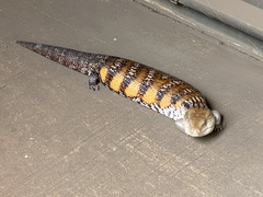 Tiliqua scincoides intermedia