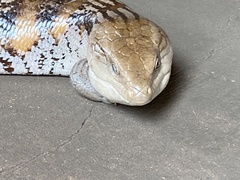 Tiliqua scincoides intermedia