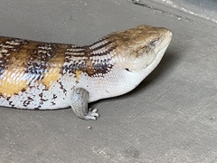 Tiliqua scincoides intermedia