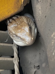 Tiliqua scincoides intermedia