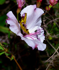 Alstroemeria magnifica
