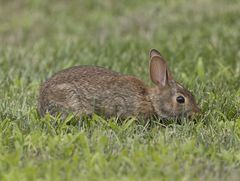 Sylvilagus floridanus