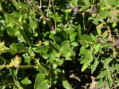 Mirabilis ovata