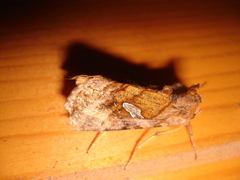 Autographa excelsa