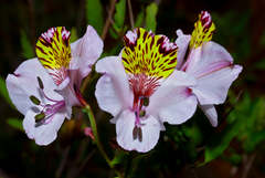 Alstroemeria magnifica