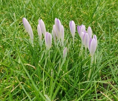 Crocus