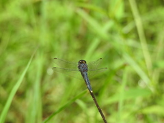 Indothemis carnatica