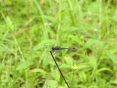 Indothemis carnatica