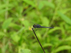 Indothemis carnatica