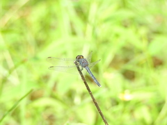 Indothemis carnatica