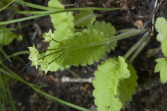 Primula sieboldii