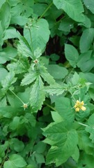 Geum urbanum