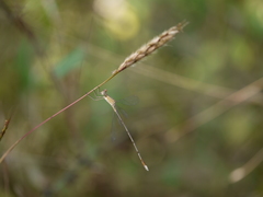 Lestes viridulus