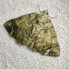 Aeolochroma rhodochlora