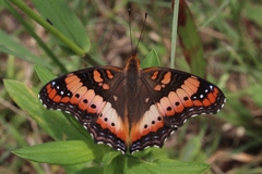 Precis ceryne ceryne