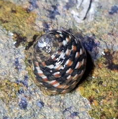 Monodonta confusa