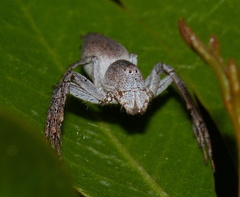 Oxyopes flavipalpis