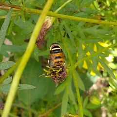 Phytomia