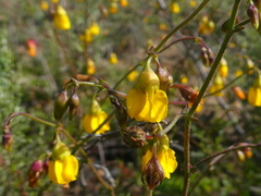 Hermannia confusa