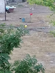 Pitangus sulphuratus