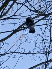 Corvus cornix