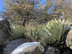 Agave parryi parryi