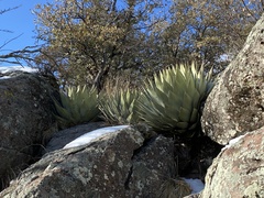 Agave parryi parryi