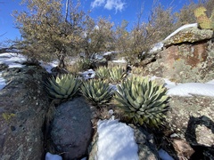 Agave parryi parryi