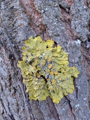Xanthoria parietina