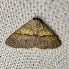 Ophyx eurrhoa