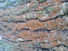 Trentepohlia