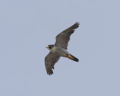 Falco peregrinus