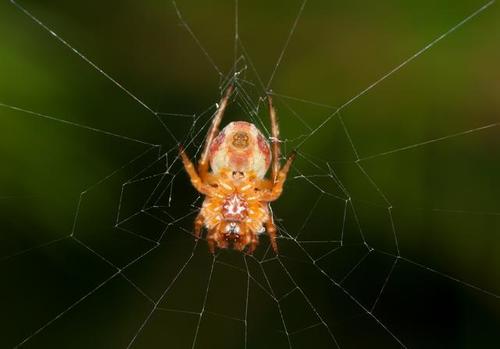 Evergreen Orbweaver