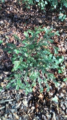 Taxus baccata