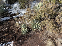 Agave parryi parryi