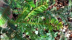 Taxus baccata